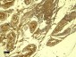 PCNA Antibody (internal region)